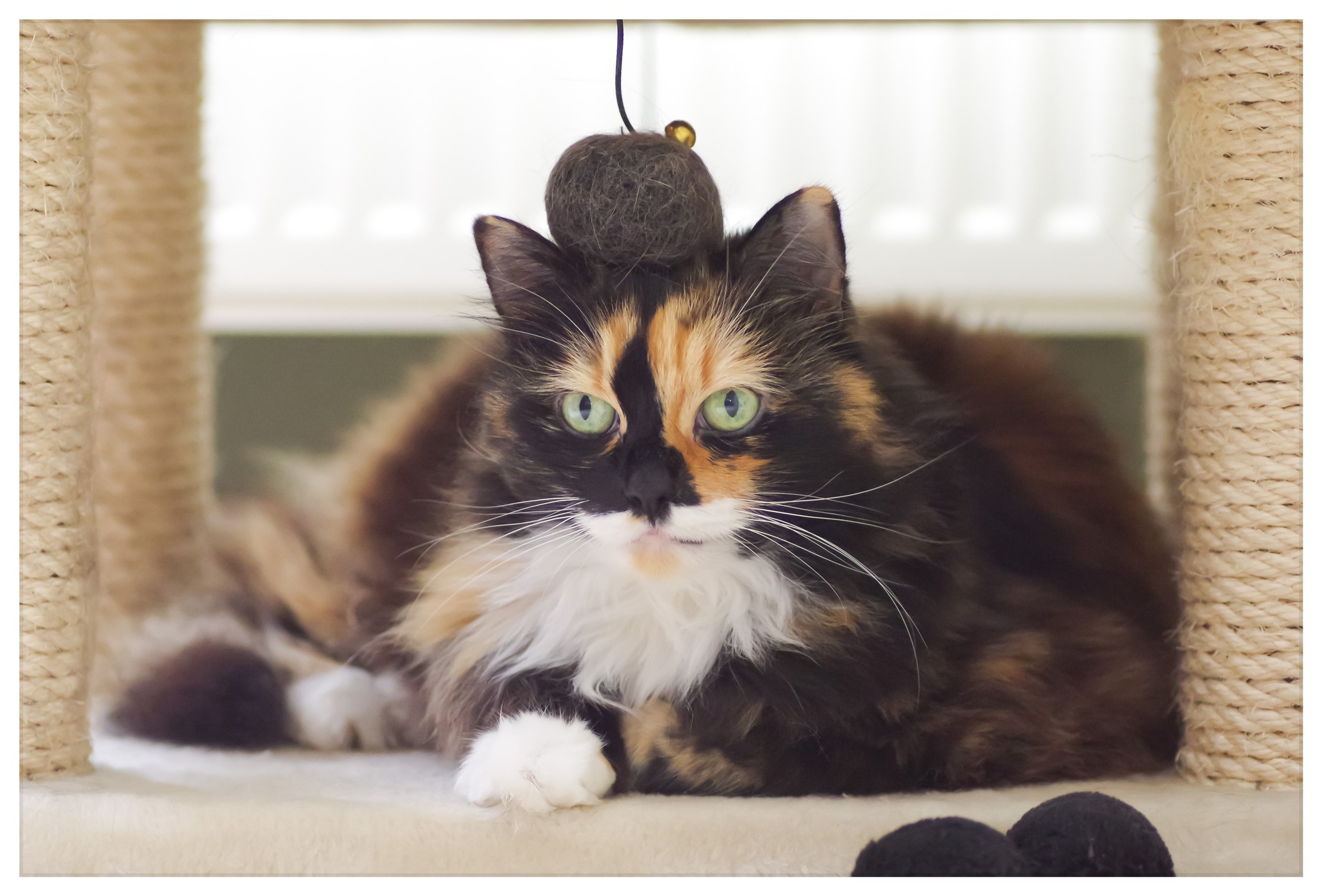 foto van mijn huiskat met een pomponnetje